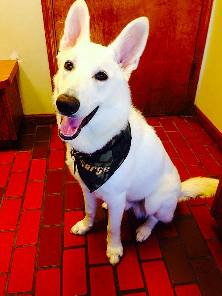 Sarge joined the competition — help win amazing prizes! berger_blanc_suisse, canidae, carnivore, companion_dog, dog, dog_breed, ear, mammal, nose, snout, vertebrate, white_shepherd