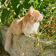 Mikey joined the competition — help win amazing prizes! cat, ginger_cat, fluffy, outdoor, garden, plants, greenery, concrete, sunlight, nature, wild_grass, relaxed, animal, feline, pet, daylight, flora, leaves, closeup, peaceful