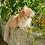 cat, ginger_cat, fluffy, outdoor, garden, plants, greenery, concrete, sunlight, nature, wild_grass, relaxed, animal, feline, pet, daylight, flora, leaves, closeup, peaceful
