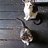 cat, kitten, two_cats, animal, pet, feline, white_cat, tabby_cat, sitting, standing, indoor, wooden_floor, black_floor, litter_box, whiskers, ears, tail, fur, cute, photograph
