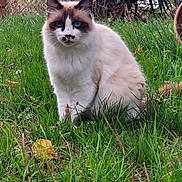 Bandit a rejoint le concours — aidez-le/la à gagner de superbes lots ! cat, fluffy, blue_eyes, sitting, grass, outdoor, garden, plant, nature, animal, pet, feline, fur, whiskers, ears, cute, mammal, eye_contact, greenery, daylight