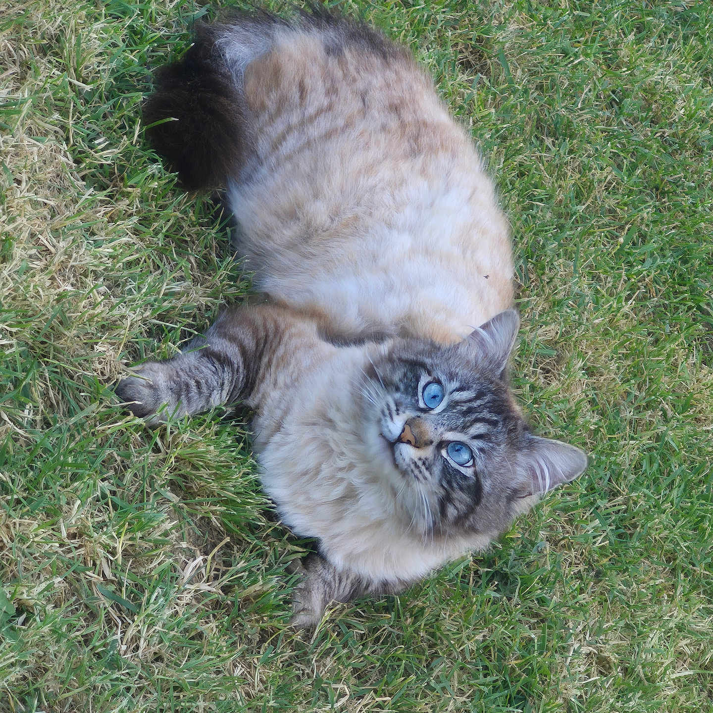 Schips a rejoint le concours — aidez-le/la à gagner de superbes lots ! animal, blue_eyes, cat, closeup, curious, cute, daylight, feline, fluffy, grass, lying_down, mammal, nature, outdoor, pet, portrait, relaxed, soft_fur, whiskers, wildlife