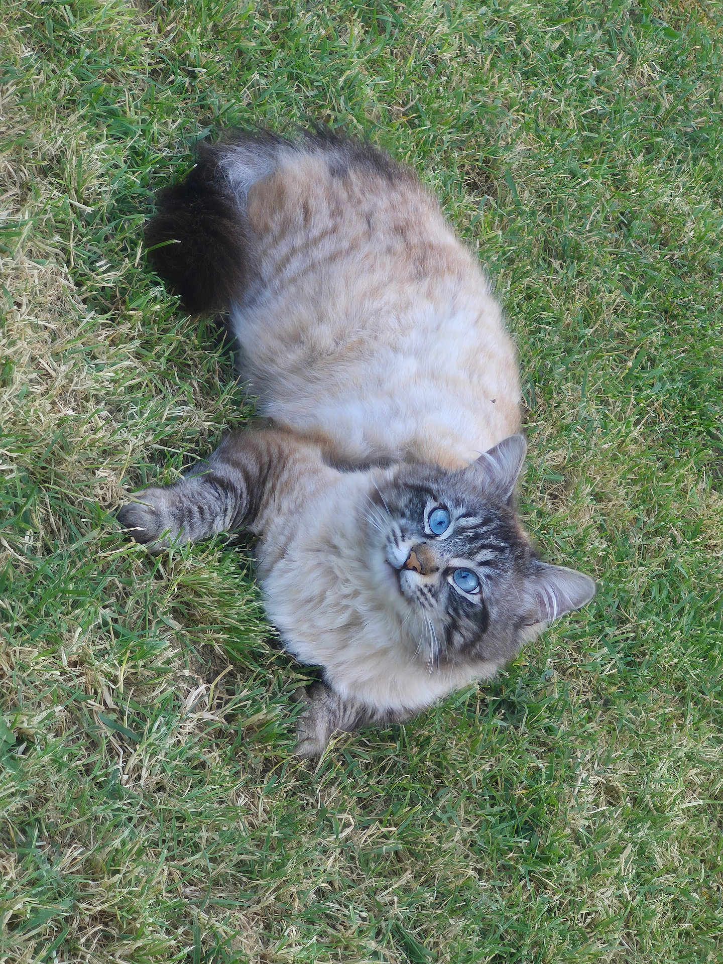 Schips a rejoint le concours — aidez-le/la à gagner de superbes lots ! animal, blue_eyes, cat, closeup, curious, cute, daylight, feline, fluffy, grass, lying_down, mammal, nature, outdoor, pet, portrait, relaxed, soft_fur, whiskers, wildlife