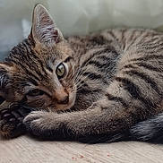 Wally a rejoint le concours — aidez-le/la à gagner de superbes lots ! cat, kitten, tabby, pet, sleepy, curled_up, wooden_floor, indoor, fur, whiskers, close_up, cute, animal, domestic_cat, young, resting, soft_light, relaxed, paw, striped