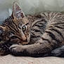 animal, cat, close_up, curled_up, cute, domestic_cat, fur, indoor, kitten, paw, pet, relaxed, resting, sleepy, soft_light, striped, tabby, whiskers, wooden_floor, young