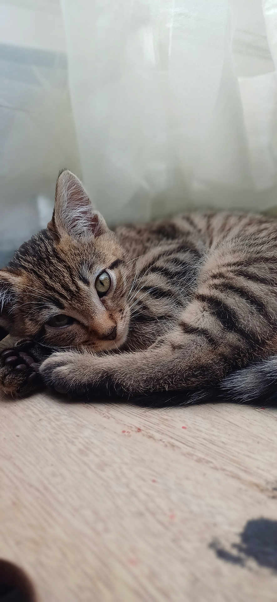 Wally a rejoint le concours — aidez-le/la à gagner de superbes lots ! cat, kitten, tabby, pet, sleepy, curled_up, wooden_floor, indoor, fur, whiskers, close_up, cute, animal, domestic_cat, young, resting, soft_light, relaxed, paw, striped