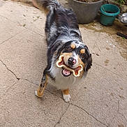 Volt participe au concours pour gagner de l'argent avec cette photo : dog, bone, outdoor, potted_plant, concrete, stone_wall, pet, animal, happy, playful, black, white, brown, tail, fur, mouth, chewing, garden, plant, canine