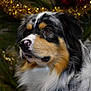 dog, australian_shepherd, pet, animal, fur, portrait, closeup, brown_eyes, black, white, tan, pink_nose, fluffy, indoors, holiday_lights, decorations, christmas, festive, soft_lighting, background