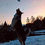 dog, snow, jumping, sunset, outdoor, nature, trees, lake, playful, canine, winter, animal, sky, silhouette, landscape, pet, fur, motion, daylight, cold