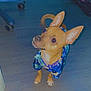 dog, small_dog, clothing, blue_shirt, indoor, floor, pet_crate, office_chair, curious, ears, looking_up, brown_dog, canine, domestic_animal, animal, household, furniture, tail, paws, pet