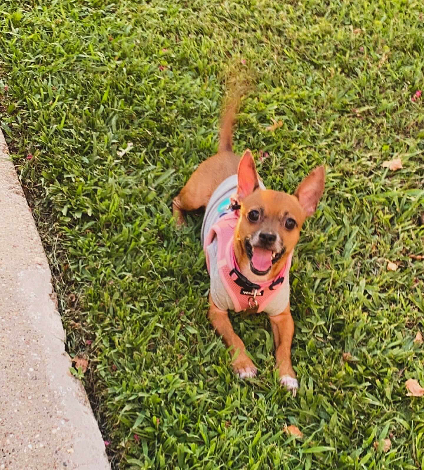 Ace is registered to the contest to win money with this photo: dog, small_dog, grass, outdoor, pet, canine, happy, playful, ears, tongue, harness, smiling, tail, animal, nature, greenery, cute, lying_down, sunlight, friendly