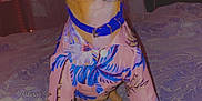 Ace is registered to the contest to win money with this photo: animal, bed, bedspread, blanket, clothing, collar, cute, dog, door, ears, floral_shirt, furniture, happy, indoor, lamp, pet, room, small_dog, table, tongue