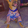 Ace is registered to the contest to win money with this photo: dog, small_dog, pet, bed, bedspread, floral_shirt, clothing, ears, tongue, collar, indoor, furniture, door, blanket, table, lamp, room, animal, happy, cute