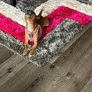 Ace joined the competition — help win amazing prizes! canine, colorful_rug, cute, dog, domestic_animal, energetic, flooring, gold_chain, gray_rug, indoor, lying_down, pet, pink_harness, pink_rug, shaggy_rug, small_dog, tail_wagging, vibrant_colors, white_rug, wooden_floor