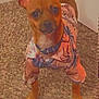 Ace is registered to the contest to win money with this photo: dog, small_dog, pet, indoor, carpet, clothing, shirt, brown_dog, alert, standing, ears_up, collar, closeup, animal, cute, looking_at_camera, home, floor, door, curious