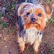 Swann participe au concours pour gagner de l'argent avec cette photo : dog, small_dog, leash, outdoor, grass, dirt, fur, pet, animal, cute, canine, scruffy, brown_fur, black_fur, ears, eyes, nose, looking_up, nature, ground