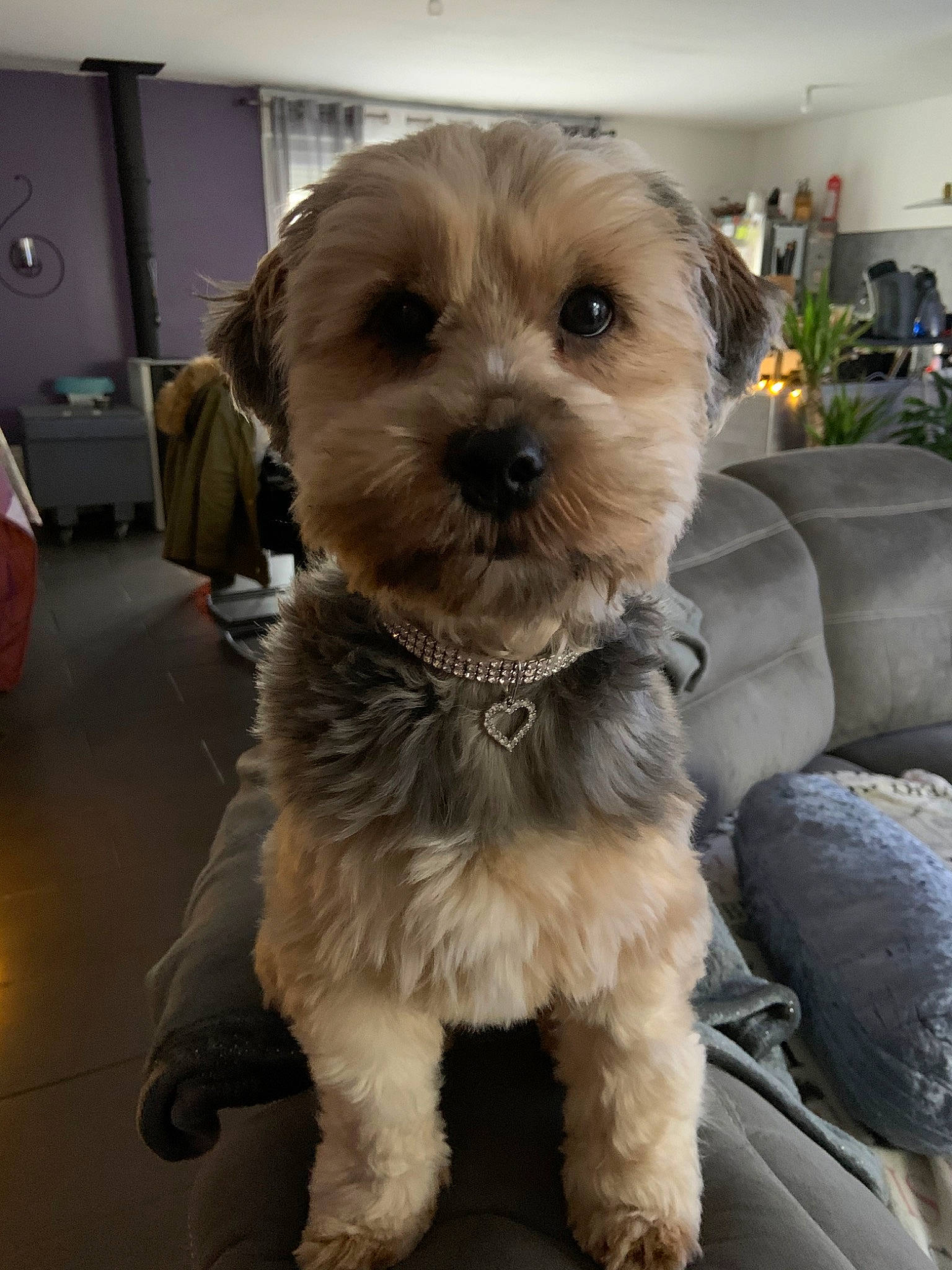 Naya a rejoint le concours — aidez-le/la à gagner de superbes lots ! bolonka, canidae, carnivore, companion_dog, dog, dog_breed, dutch_smoushond, havanese, maltepoo, mammal, morkie, poodle_crossbreed, puppy, schnoodle, shih_poo, snout, sporting_lucas_terrier, terrier, vertebrate, yorkipoo