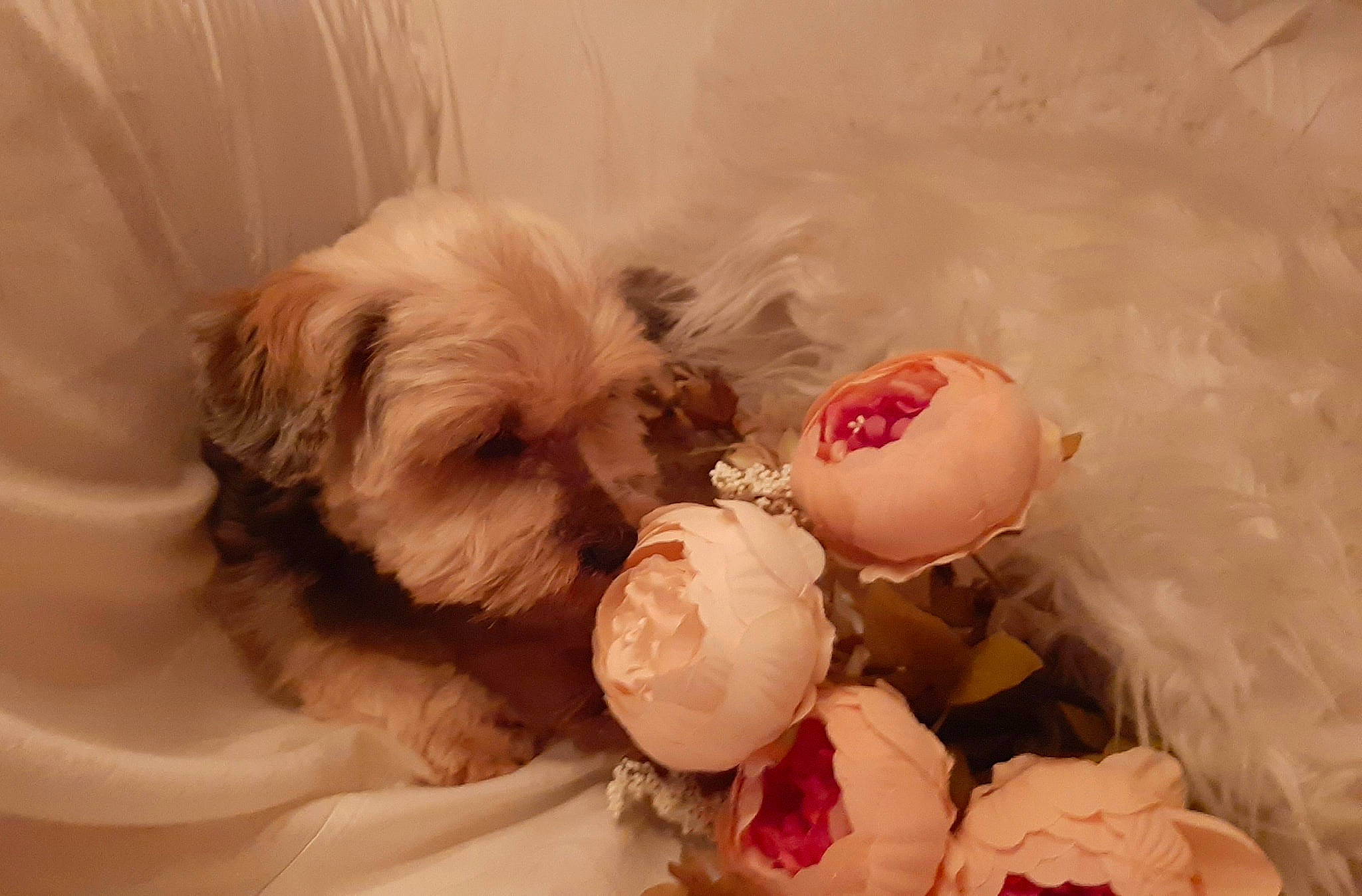 Naya a rejoint le concours — aidez-le/la à gagner de superbes lots ! bolonka, canidae, carnivore, chinese_imperial_dog, cockapoo, companion_dog, dog, dog_breed, havanese, maltepoo, mammal, morkie, poodle_crossbreed, puppy, puppy_love, schnoodle, shih_poo, shih_tzu, snout, sporting_lucas_terrier