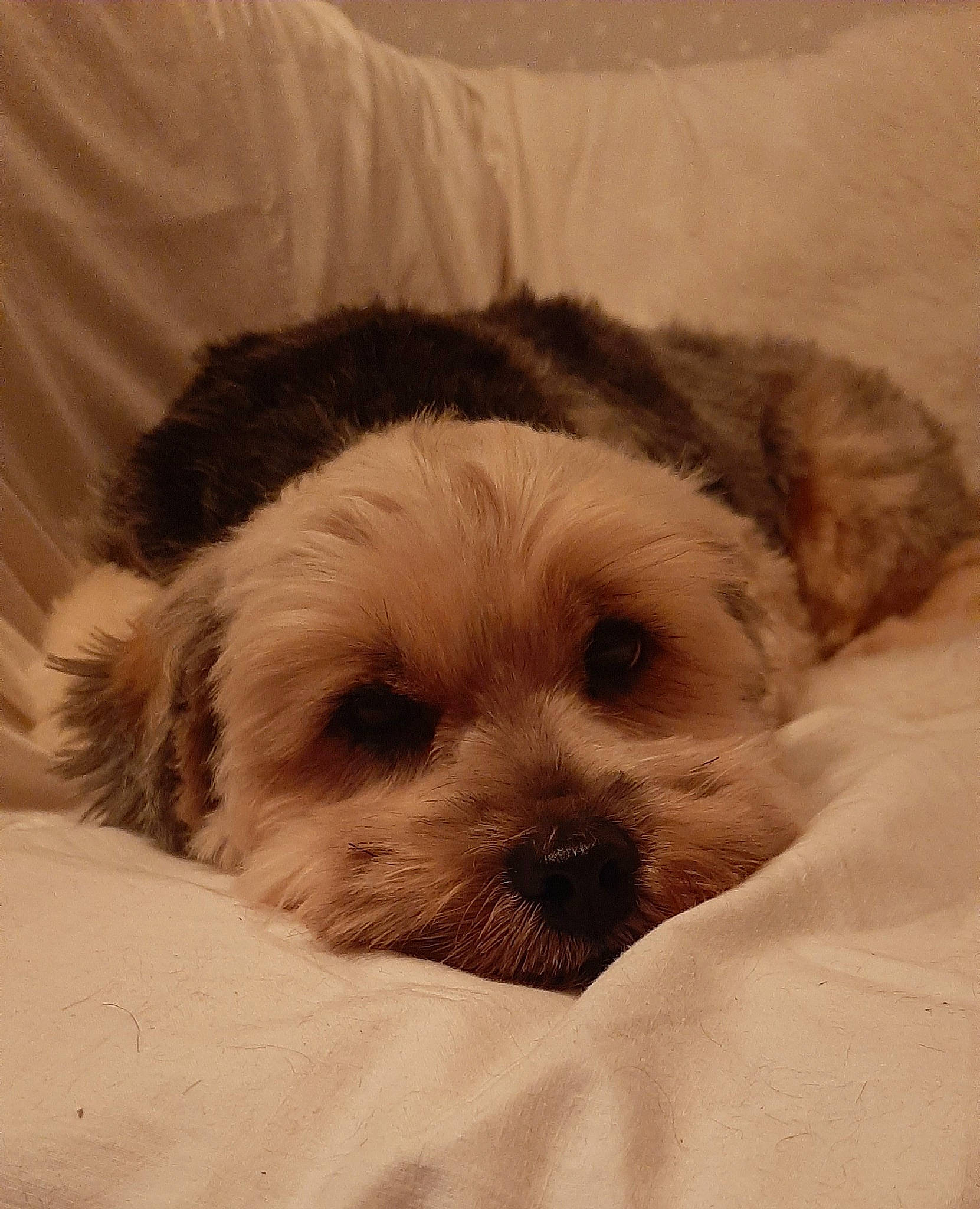 Naya a rejoint le concours — aidez-le/la à gagner de superbes lots ! canidae, carnivore, cavachon, cavapoo, chinese_imperial_dog, cockapoo, companion_dog, dog, dog_breed, lhasa_apso, maltepoo, mammal, morkie, poodle_crossbreed, puppy, puppy_love, schnoodle, shih_poo, shih_tzu, snout