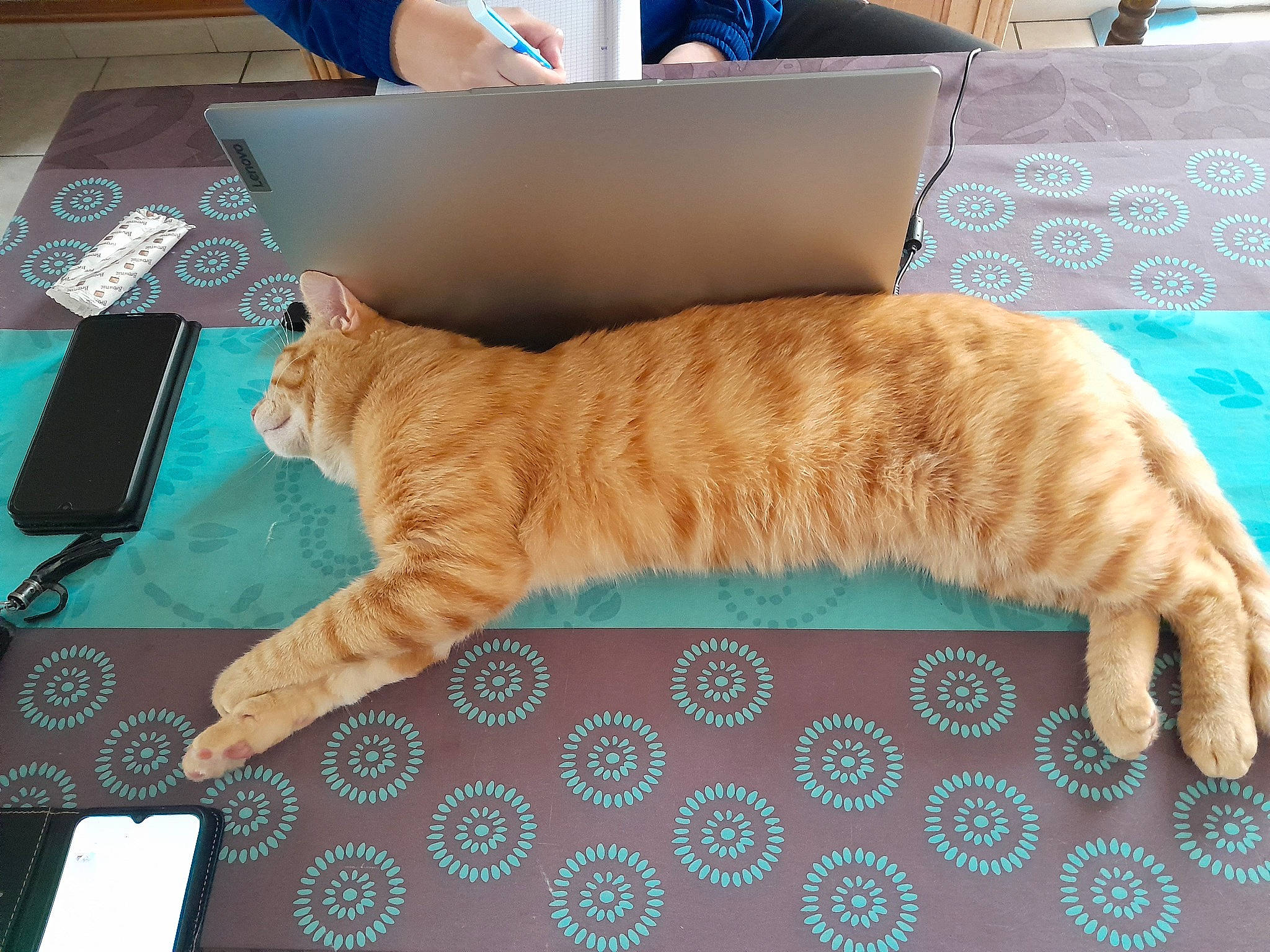 Tigrou participe au concours pour gagner de l'argent avec cette photo : blue, box, carnivore, cat, claw, comfort, domestic_short_haired_cat, fawn, felidae, flooring, fur, hardwood, nap, paw, room, small_to_medium_sized_cats, tail, terrestrial_animal, whiskers, wood