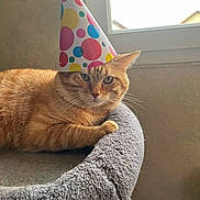 Tigrou participe au concours pour gagner de l'argent avec cette photo : animal, cat, cat_bed, celebration, colorful, cozy, domestic_cat, feline, fur, indoor, light, orange_tabby, party_hat, pet, portrait, relaxed, resting, soft_texture, whiskers, window