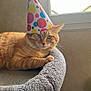 animal, cat, cat_bed, celebration, colorful, cozy, domestic_cat, feline, fur, indoor, light, orange_tabby, party_hat, pet, portrait, relaxed, resting, soft_texture, whiskers, window