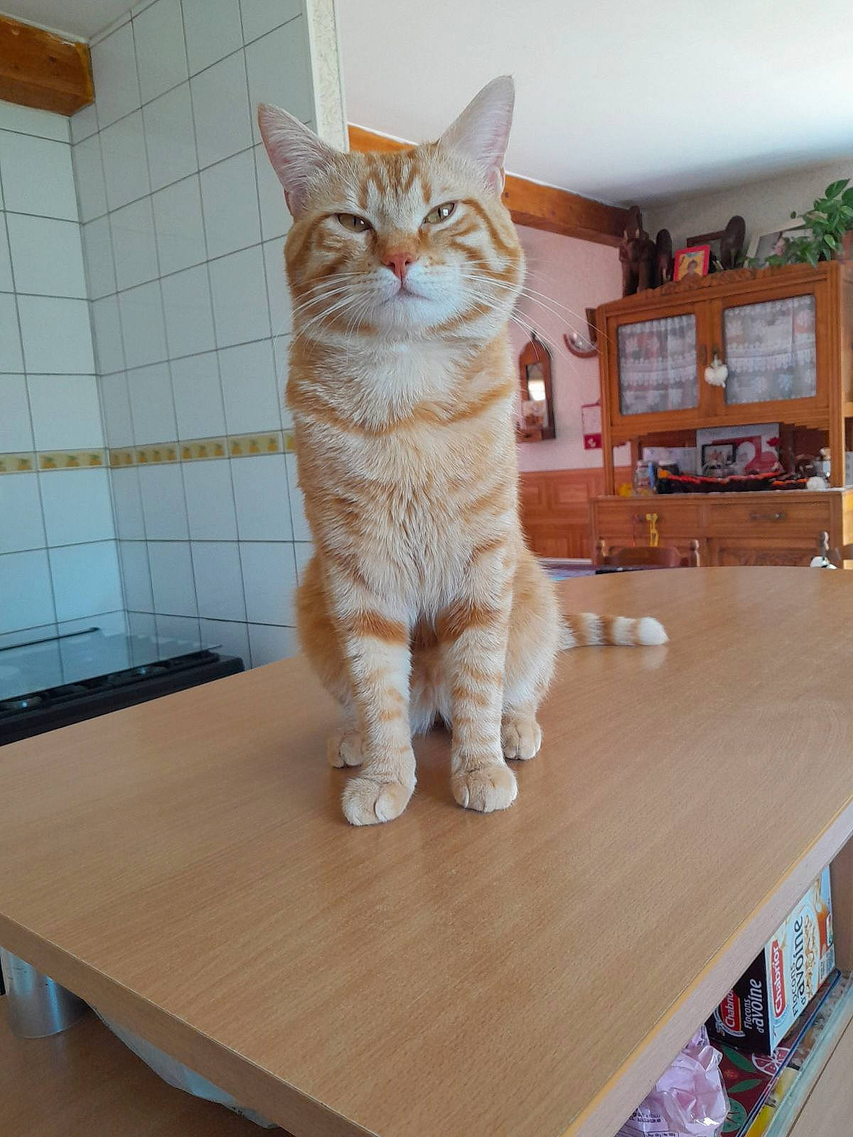 Tigrou a rejoint le concours — aidez-le/la à gagner de superbes lots ! carnivore, cat, cat_supply, domestic_short_haired_cat, fawn, felidae, flooring, fur, hardwood, laminate_flooring, paw, pet_supply, shelf, shelving, small_to_medium_sized_cats, table, tail, whiskers, wood, wood_stain