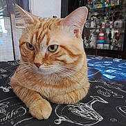 Tigrou a rejoint le concours — aidez-le/la à gagner de superbes lots ! animal, cabinet, cat, close_up, cozy, decorations, domestic_animal, ears, fur, furniture, ginger_cat, glass, indoor, looking_away, pet, resting, tabby, table, tablecloth, whiskers