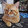 animal, cabinet, cat, close_up, cozy, decorations, domestic_animal, ears, fur, furniture, ginger_cat, glass, indoor, looking_away, pet, resting, tabby, table, tablecloth, whiskers