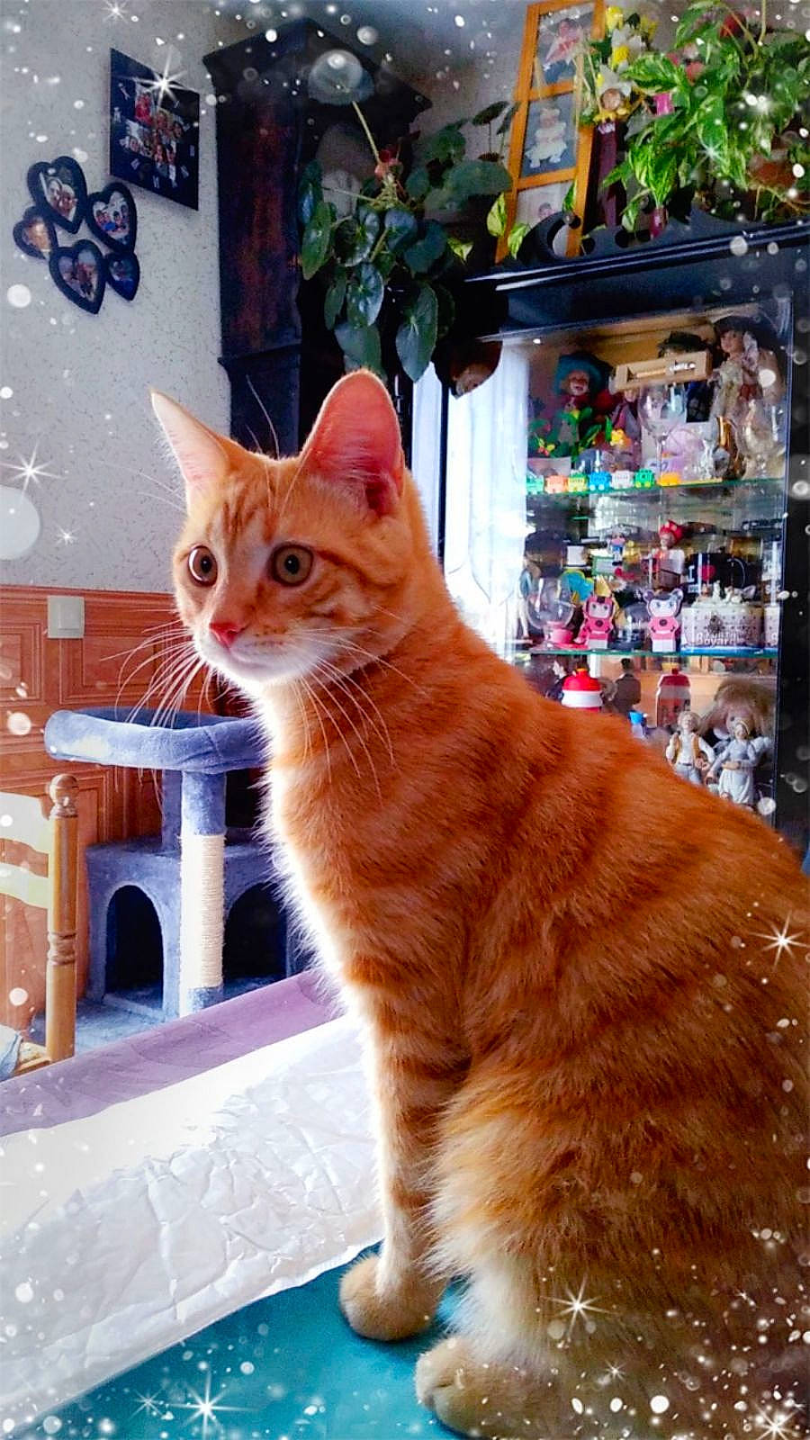 Tigrou participe au concours pour gagner de l'argent avec cette photo : art, carnivore, cat, cat_supply, domestic_short_haired_cat, fawn, felidae, flowerpot, fur, houseplant, orange, pet_supply, plant, shelf, small_to_medium_sized_cats, snout, tail, whiskers, window, wood