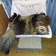 Filou a rejoint le concours — aidez-le/la à gagner de superbes lots ! cat, feline, pet, fluffy, long_hair, fur, sleeping, relaxed, pet_bed, padded_bed, radiator, tail, whiskers, indoor, home, wooden_floor, scratching_pad, cozy, brown, cute