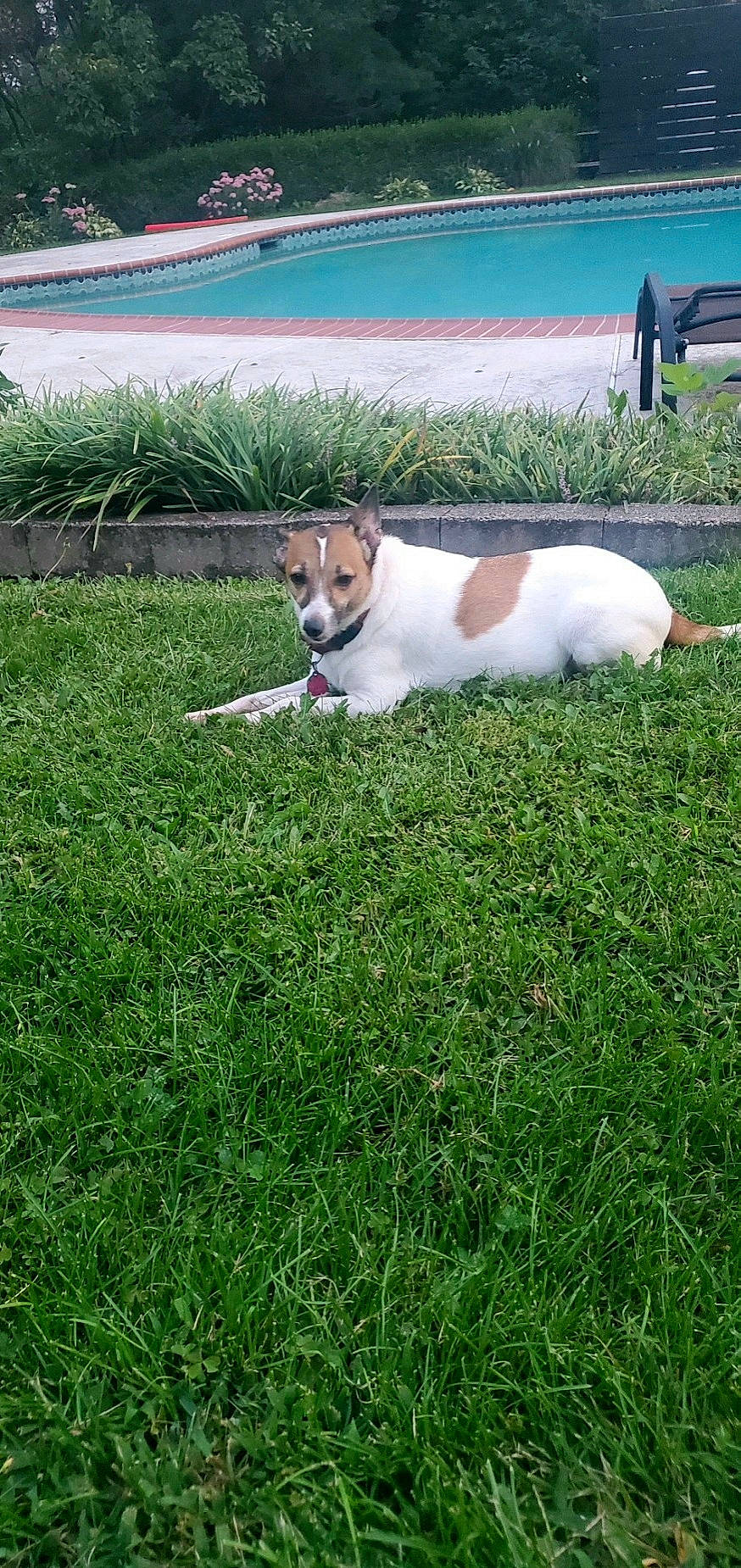 Sadie joined the competition — help win amazing prizes! canidae, carnivore, companion_dog, dog, dog_breed, fawn, flooring, grass, grassland, groundcover, landscape, lawn, mammal, pasture, plant, sky, sporting_group, tail, water, working_animal