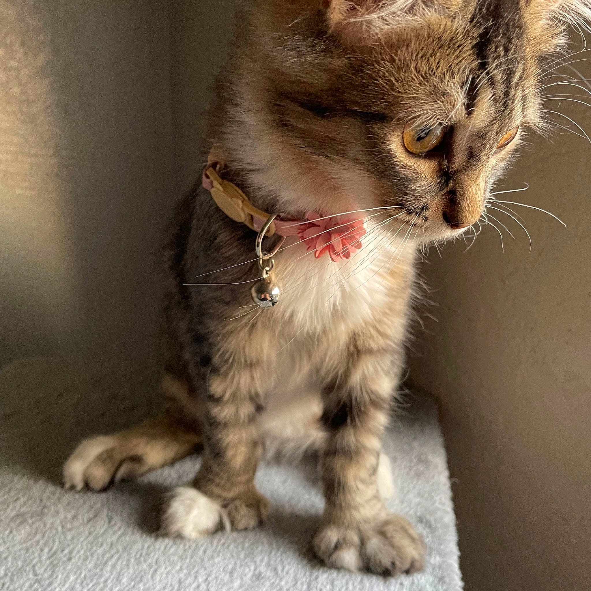 Gracie joined the competition — help win amazing prizes! carnivore, cat, claw, domestic_short_haired_cat, felidae, fur, paw, small_to_medium_sized_cats, tail, terrestrial_animal, whiskers