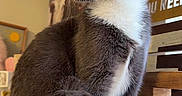Grayson is registered to the contest to win money with this photo: cat, grey_cat, white_fur, sitting, indoor, pet, feline, whiskers, yellow_eyes, tail, fur, curious, domestic_animal, animal, closeup, portrait, wooden_furniture, decor, table, quiet