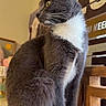 cat, grey_cat, white_fur, sitting, indoor, pet, feline, whiskers, yellow_eyes, tail, fur, curious, domestic_animal, animal, closeup, portrait, wooden_furniture, decor, table, quiet