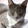 Grayson joined the competition — help win amazing prizes! cat, gray_cat, white_fur, yellow_eyes, whiskers, pet, feline, indoor, close_up, portrait, animal, relaxed, resting, blanket, soft_texture, domestic_cat, cute, focused, laying_down, mammal