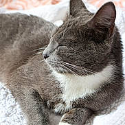 Grayson is registered to the contest to win money with this photo: cat, gray_cat, white_fur, sleeping, resting, pet, animal, indoor, quilt, textured_bedding, close_up, feline, whiskers, ears, soft_light, cozy, relaxed, home, comfort, nap