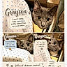 Grayson joined the competition — help win amazing prizes! cat, grey_cat, drawer, polka_dot, cute, pet, animal, indoor, feline, fur, whiskers, eyes, peek, resting, caption, text_overlay, humor, cozy, closeup, portrait