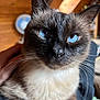 Mycki a rejoint le concours — aidez-le/la à gagner de superbes lots ! cat, siamese_cat, blue_eyes, close_up, pet, animal, fur, whiskers, indoor, wooden_background, hand, domestic_animal, cute, curious, portrait, cozy, soft_light, mammal, feline, relaxed