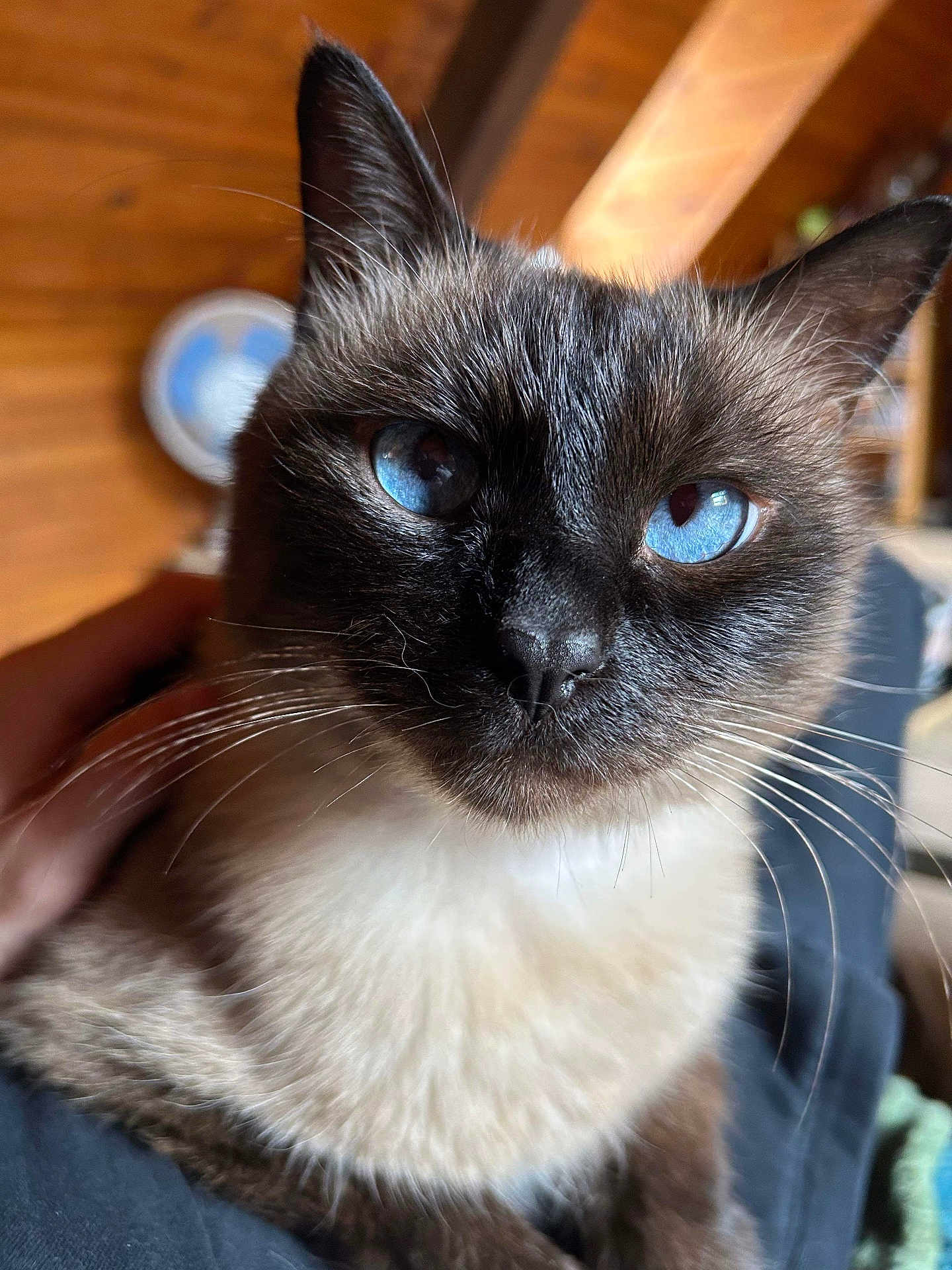 Mycki a rejoint le concours — aidez-le/la à gagner de superbes lots ! cat, siamese_cat, blue_eyes, close_up, pet, animal, fur, whiskers, indoor, wooden_background, hand, domestic_animal, cute, curious, portrait, cozy, soft_light, mammal, feline, relaxed