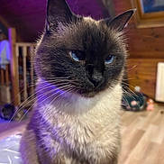 Mycki participe au concours pour gagner de l'argent avec cette photo : cat, siamese_cat, blue_eyes, indoor, feline, pet, fur, whiskers, animal, mammal, portrait, close_up, sitting, wooden_interior, cozy, purple_light, domestic_animal, cute, looking_away, house