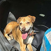 Iron participe au concours pour gagner de l'argent avec cette photo : dog, animal, pet, tan, tongue, car_trunk, sunlight, collar, canine, happy, resting, fur, ears, mouth, outdoor, transportation, closeup, leisure, smiling, companion