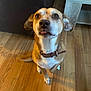 Iron participe au concours pour gagner de l'argent avec cette photo : dog, pet, indoor, wooden_floor, collar, brown_dog, white_chest, sitting, looking_up, ears, tongue, flooring, furniture, table, leash, cute, animal, companion, domestic, canine