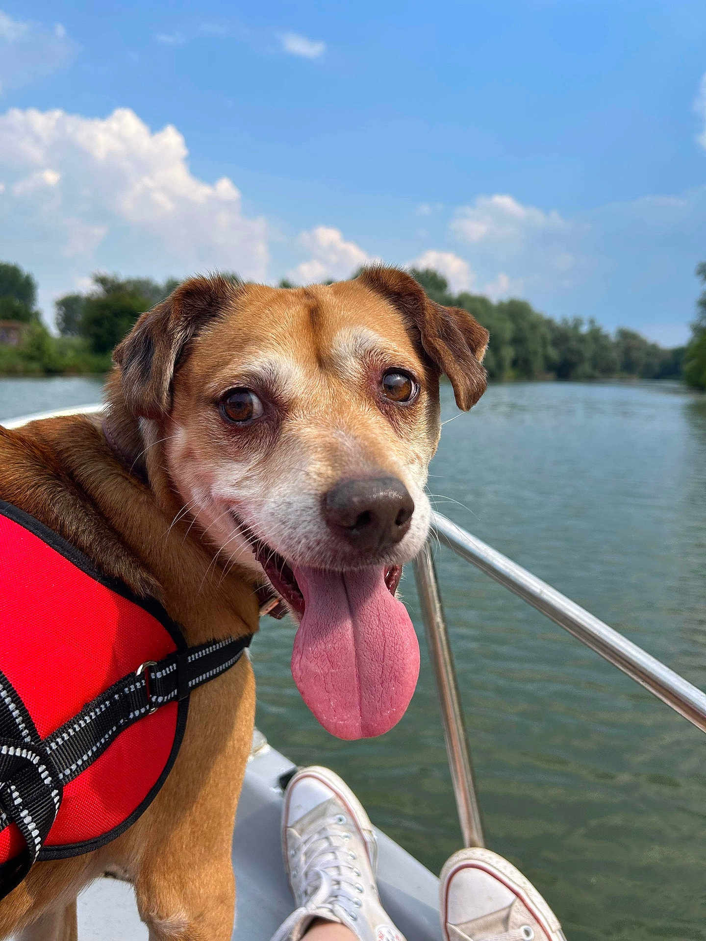 Iron a rejoint le concours — aidez-le/la à gagner de superbes lots ! dog, tongue_out, life_jacket, boat, river, water, outdoor, sky, clouds, nature, trees, happy, pet, summer, daytime, canine, animal, adventure, fun, relaxation