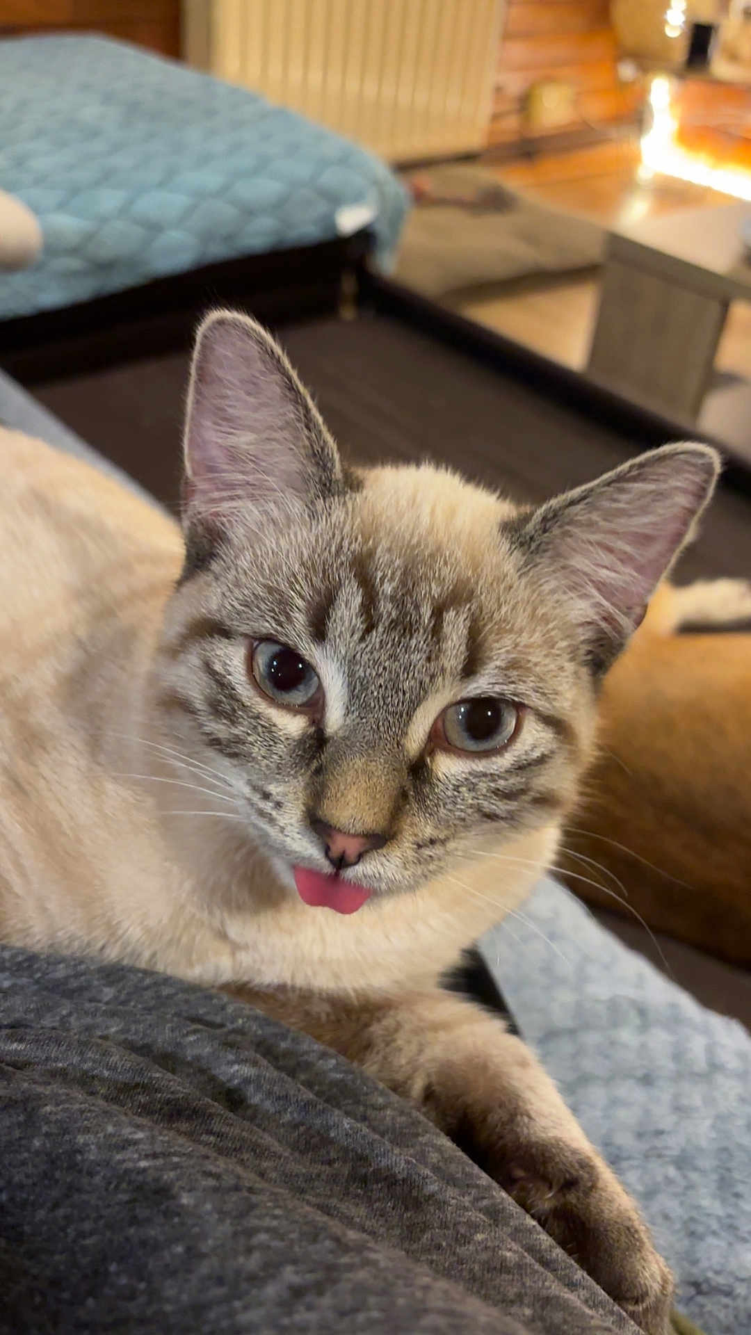 Tsuki a rejoint le concours — aidez-le/la à gagner de superbes lots ! cat, close_up, indoor, blue_eyes, tongue_out, resting, cozy, bed, soft_fabric, fur, pet, animal, whiskers, ears, face, cute, mammal, domestic, feline, relaxed