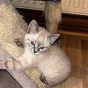 Tsuki participe au concours pour gagner de l'argent avec cette photo : kitten, cat, scratching_post, cat_tree, indoor, wooden_floor, fur, pet, animal, cute, small, claws, playful, young, tabby, whiskers, ears, flooring, furniture, domestic