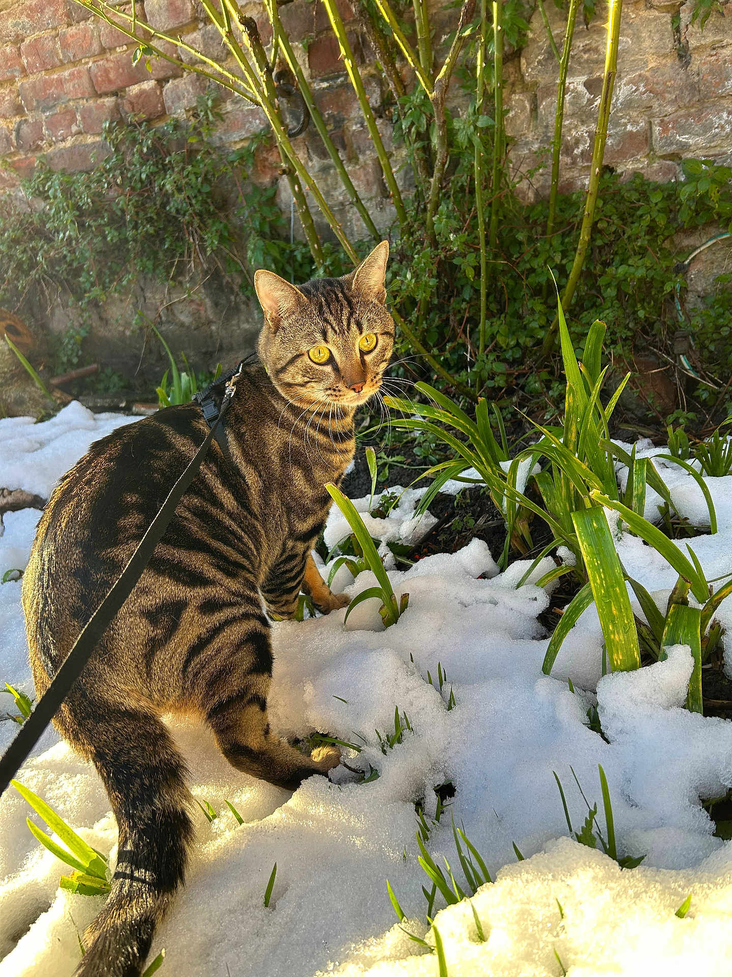 Luffy participe au concours pour gagner de l'argent avec cette photo : cat, tabby, snow, plants, greenery, outdoor, garden, brick_wall, harness, leash, yellow_eyes, sunlight, nature, pet, animal, fur, whiskers, tail, alert, adventure