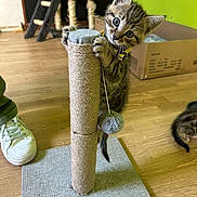 Luffy participe au concours pour gagner de l'argent avec cette photo : kitten, tabby, scratching_post, toy, cat_tree, cardboard_box, wooden_floor, playful, curious, pet, indoor, furniture, floor_mat, domestic_cat, wide_eyes, climbing, paws, fuzzy_ball, collar, shoe