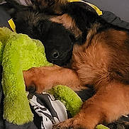 Baïkal participe au concours pour gagner de l'argent avec cette photo : dog, puppy, german_shepherd, sleeping, nap, curled_up, fluffy, brown_fur, black_fur, pet, plush_toy, green_toy, blanket, bed, indoors, cozy, relaxed, cute, portrait, animal