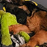 dog, puppy, german_shepherd, sleeping, nap, curled_up, fluffy, brown_fur, black_fur, pet, plush_toy, green_toy, blanket, bed, indoors, cozy, relaxed, cute, portrait, animal